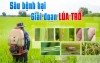 TUYÊN TRUYỀN PHÒNG TRỪ SÂU BỆNH VỤ HÈ THU