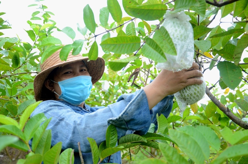 huong tra 4